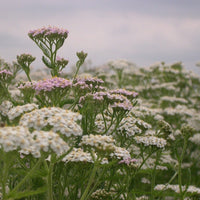 Achillée millefeuille Québec (Achillea millefolium) - Huile essentielle bio