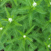Achillée millefeuille Québec (Achillea millefolium) - Huile essentielle bio