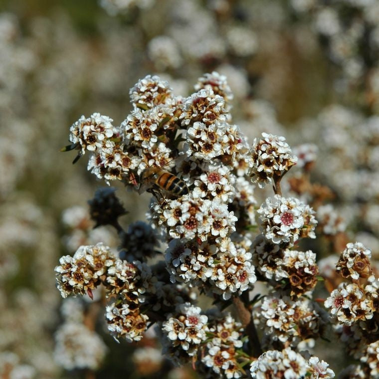Fragonia (Agonis fragrans) - Huile essentielle