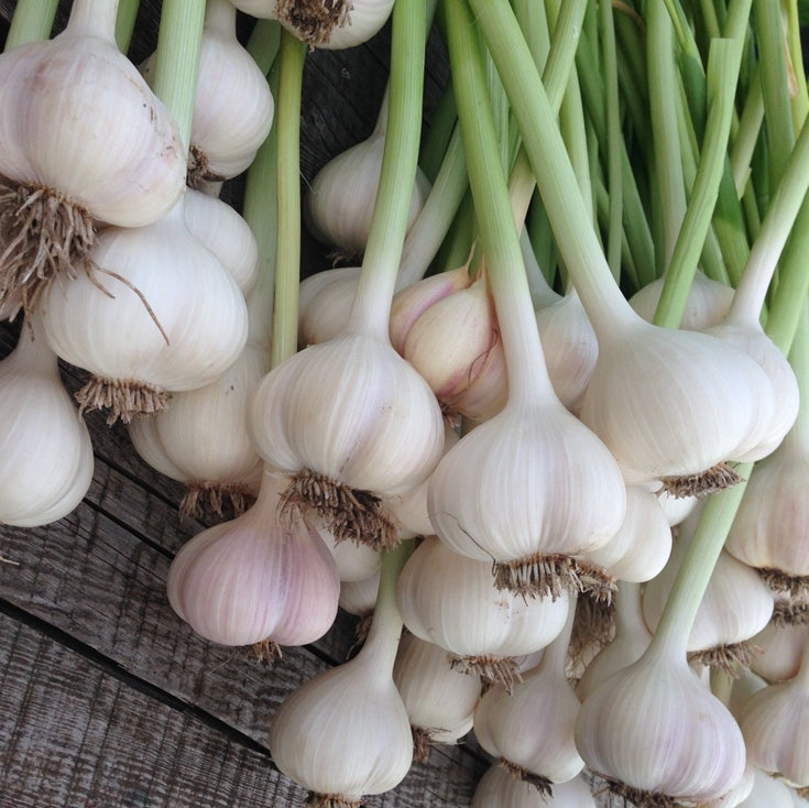 Ail (Allium sativum) - Huile gastronomique bio