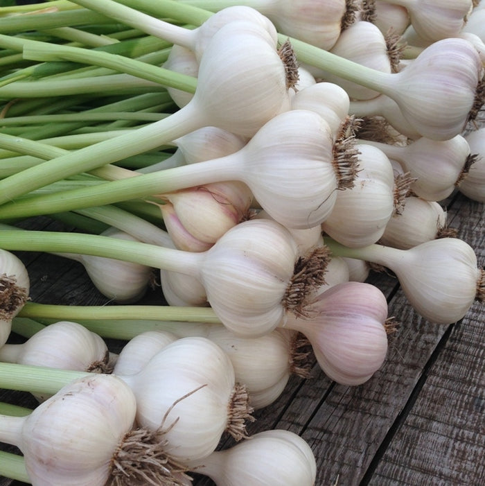 Garlic (Allium sativum) - Essential oil