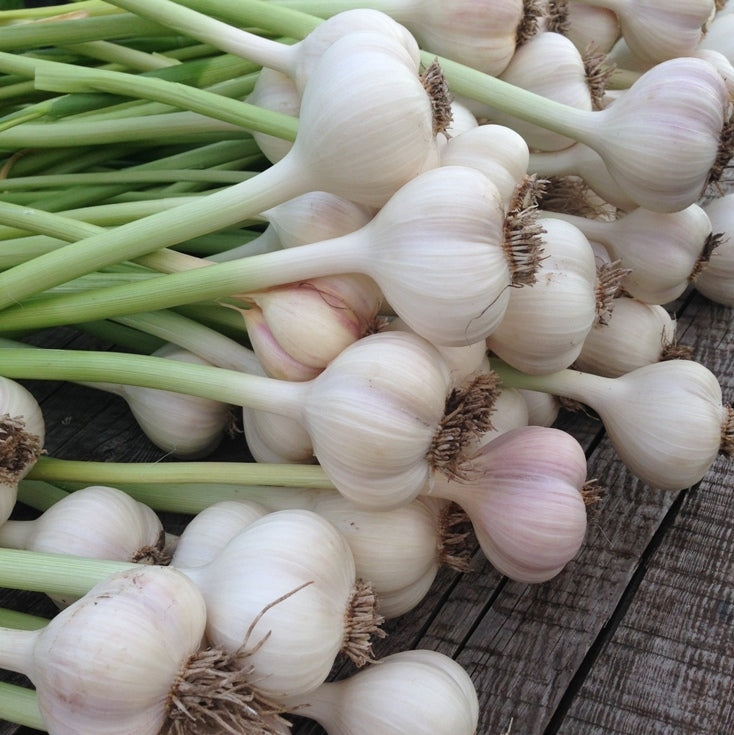 Ail (Allium sativum) - Huile essentielle