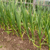 Ail (Allium sativum) - Huile gastronomique bio