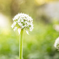 Ail (Allium sativum) - Huile gastronomique bio