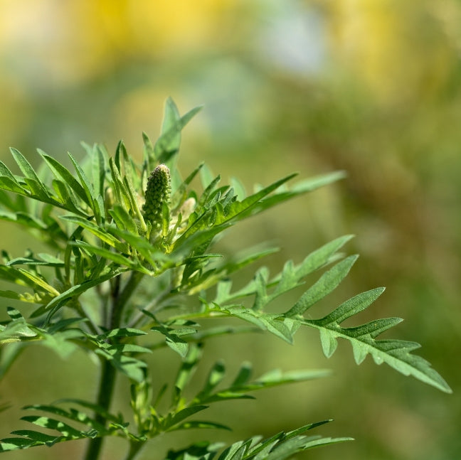 Ragweed (Ambrosia artemissiifolia) - Organic hydrosol