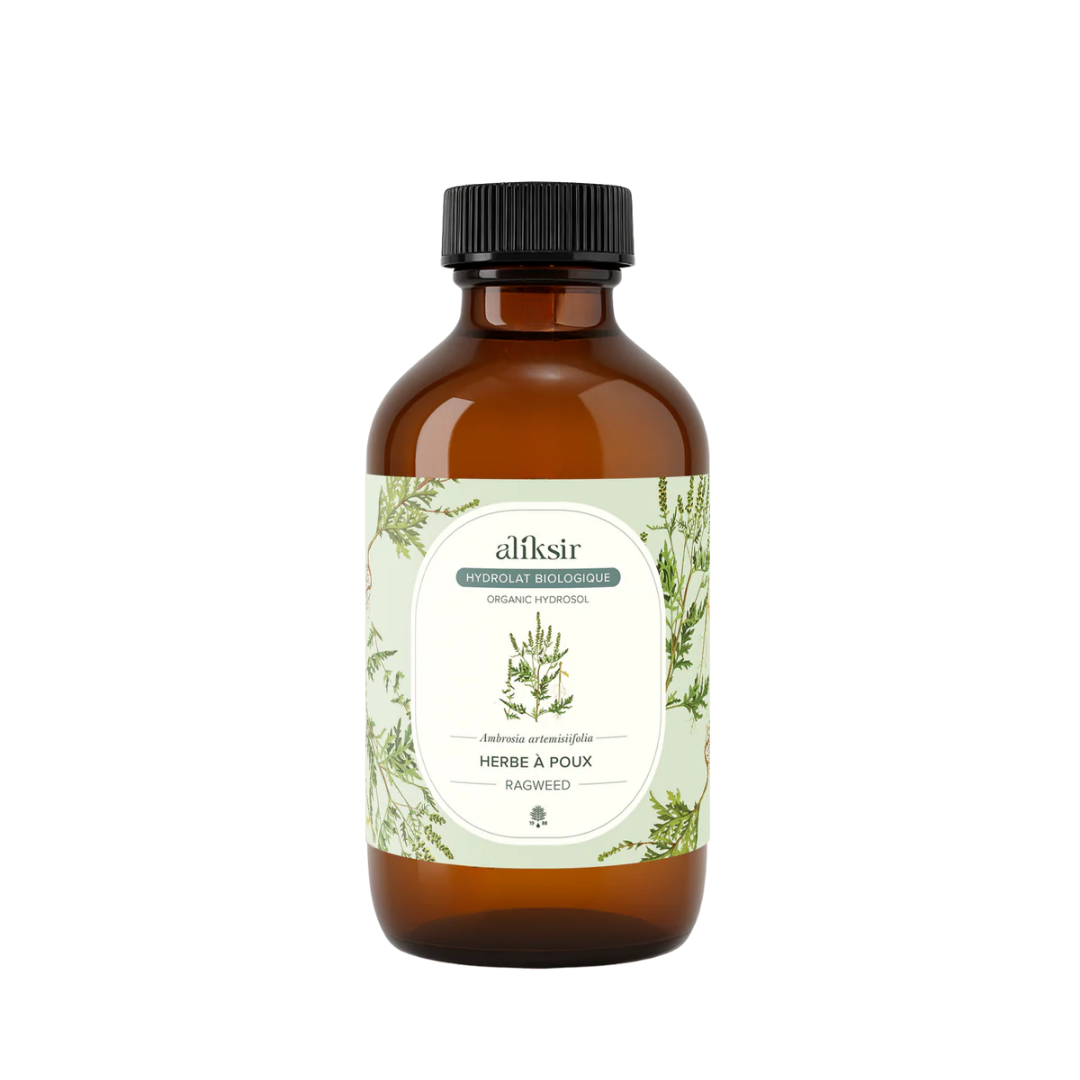 Herbe à poux (Ambrosia artemissiifolia) - Hydrolat bio