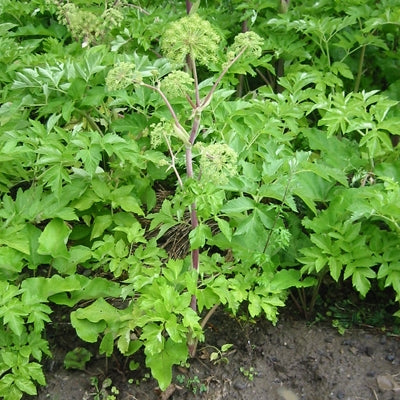 Angélique vraie graine (Angelica archangelica) - Hydrolat bio