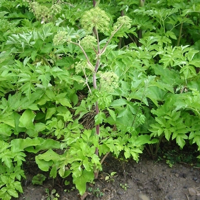 Angélique vraie graine (Angelica archangelica) - Huile essentielle bio