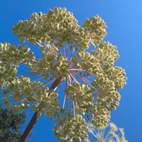 Angelica (Angelica archangelica) - Perfume, 10ml