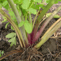 Angelica (Angelica archangelica) - Perfume, 10ml
