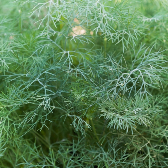 Dill (Anethum graveolens) - Organic Gourmet Oil