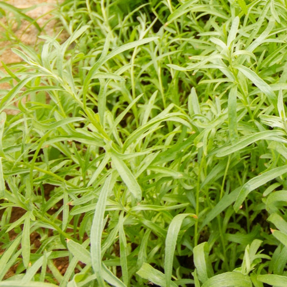 Estragon (Artemisia dracunculus) - Huile essentielle bio