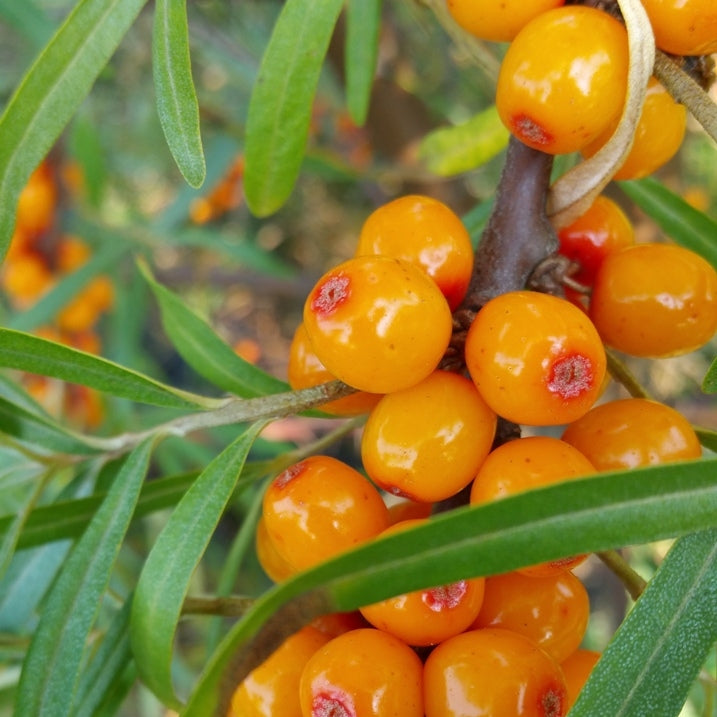 Argousier graine Québec (Hippophae rhamnoides) - Huile végétale vierge bio
