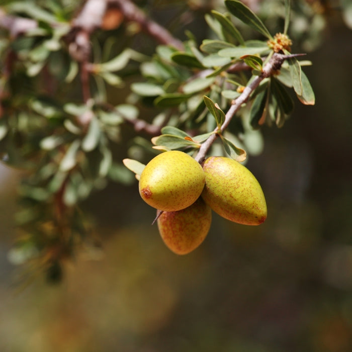 Argan naturel (Argania spinosa) - Huile végétale bio