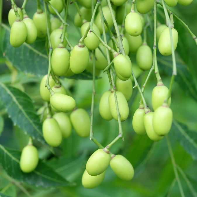 Margousier (neem) (Azadirachta indica) - Huile végétale vierge bio