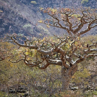 Oliban (Boswellia carterii) - Huile essentielle bio