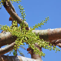 Oliban (Boswellia carterii) - Huile essentielle bio