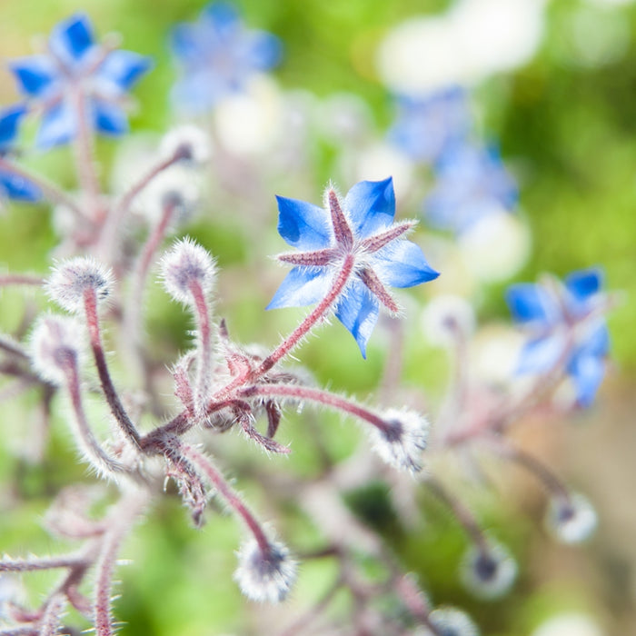 Bourrache (Borago officinalis) - Huile végétale bio