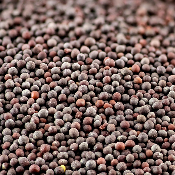 Moutarde noire  (Brassica nigra) - Huile gastronomique bio