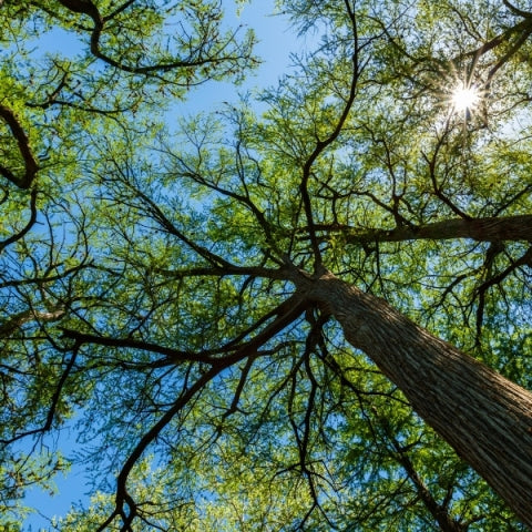 Australian Blue Cypress (Callitris intratropica) - Essential Oil