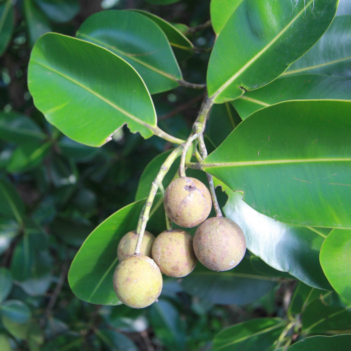 Forah (Calophyllum inophyllum) - Organic Virgin Vegetable Oil