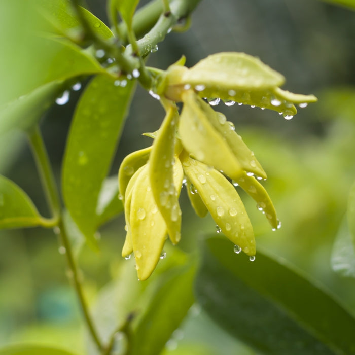 Ylang-ylang complet (Cananga odorata) - Huile essentielle bio
