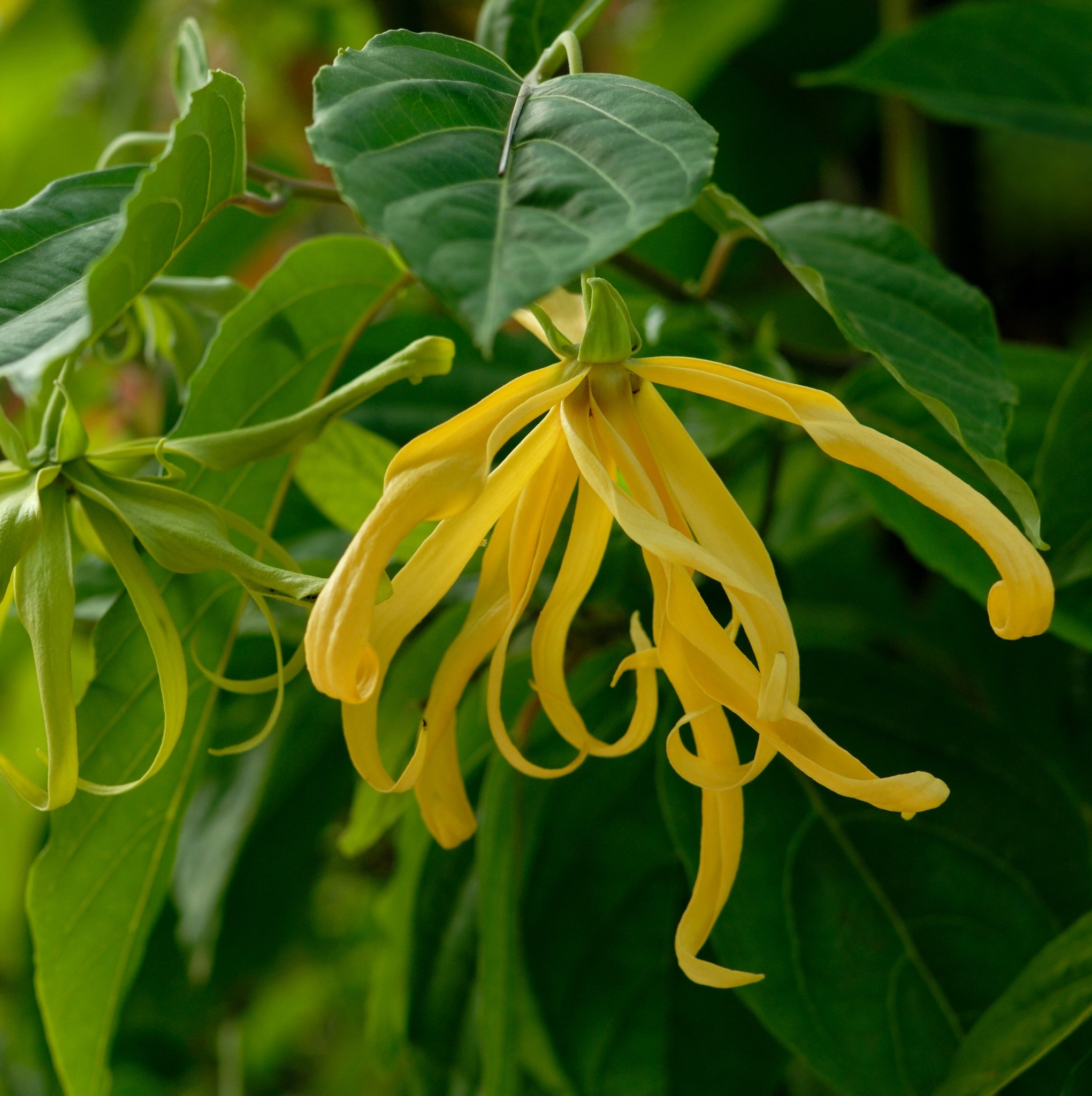 Ylang-ylang no 3 (Cananga odorata) - Huile essentielle bio