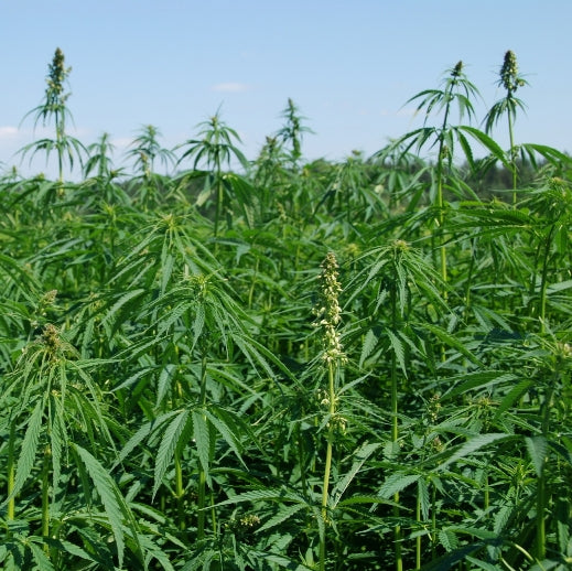 Chanvre (Cannabis sativa) - Huile végétale vierge bio