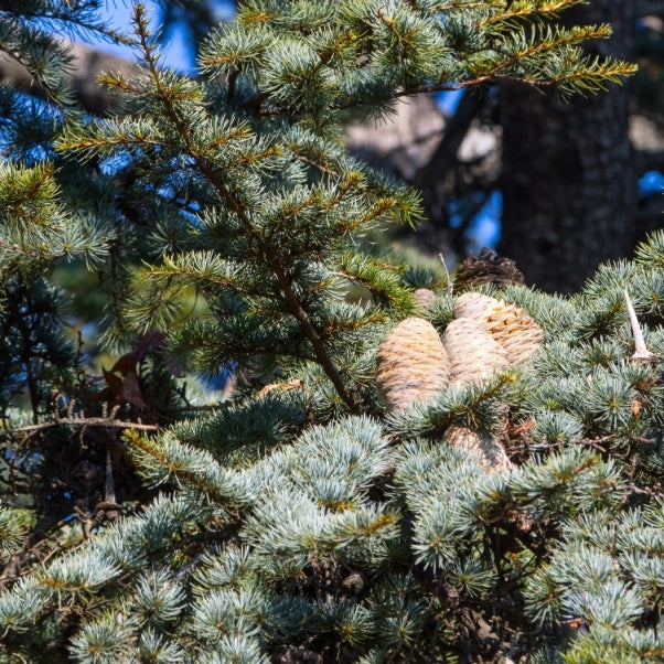 Atlas cedar (Cedrus atlantica) - Organic Essential Oil 
