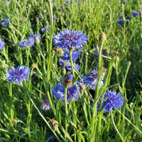 Centaurée bleuet (Centaurea cyanus) - Hydrolat biologique du Québec