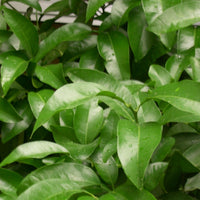 Petitgrain Orange Leaves (Citrus aurantium ssp. amara) - Organic Essential Oil 