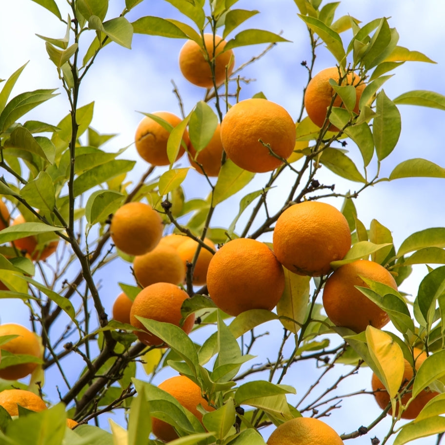 Bitter Orange (Citrus aurantium ssp. amara) - Organic essential oil