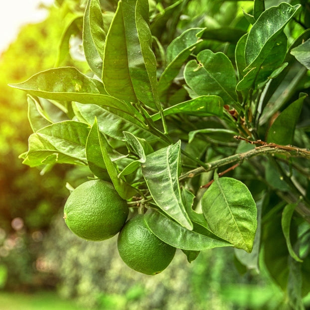 Lime zeste (Citron vert) (Citrus x aurantiifolia) - Huile essentielle bio