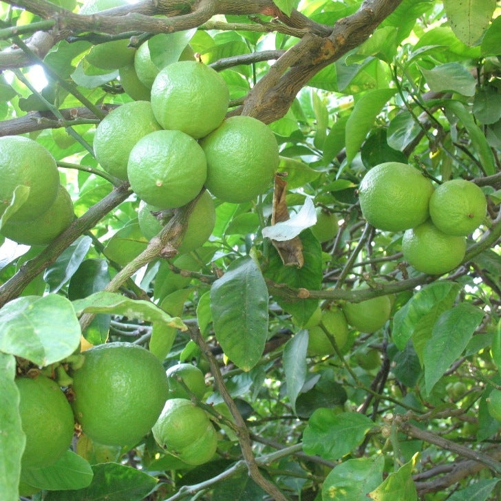 Bergamot distilled zest (Citrus bergamia) - Organic essential oil 