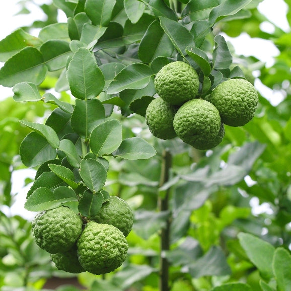 Bergamot zest (Citrus bergamia) - Organic Essential Oil 