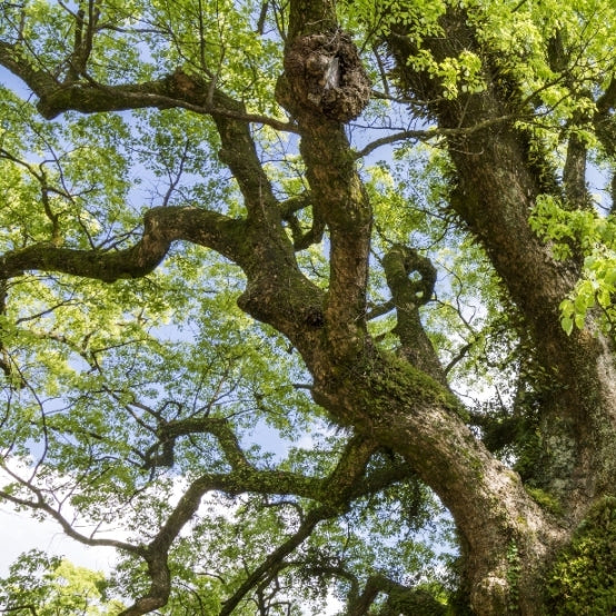 Hô wood ct. linalool (Cinnamomum camphora) - Organic Essential Oil