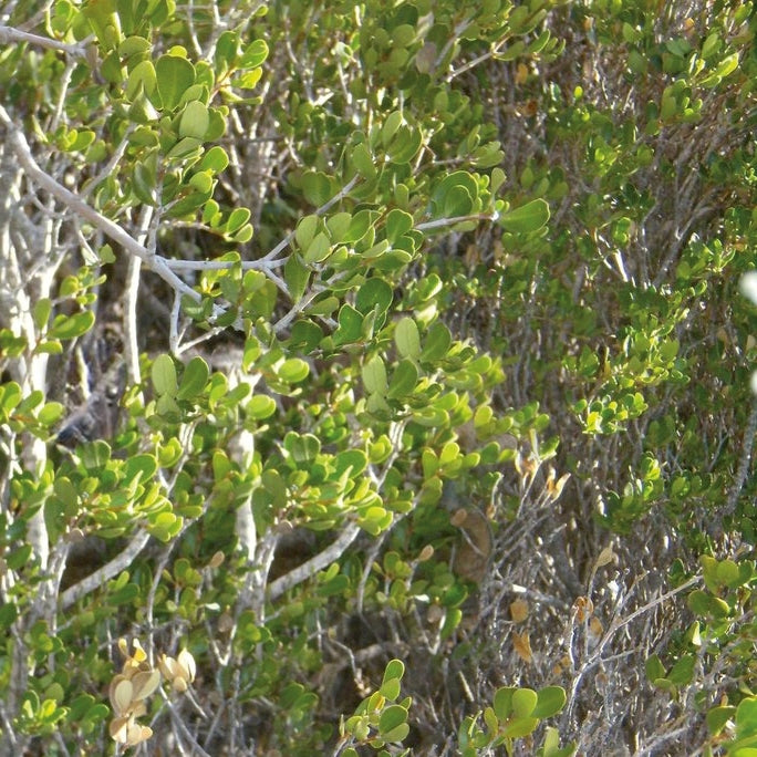 Saro (Cinnamosma fragrans) - Organic Essential Oil