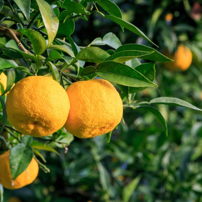 Yuzu Zest Distilled (Citrus junos) - Essential Oil