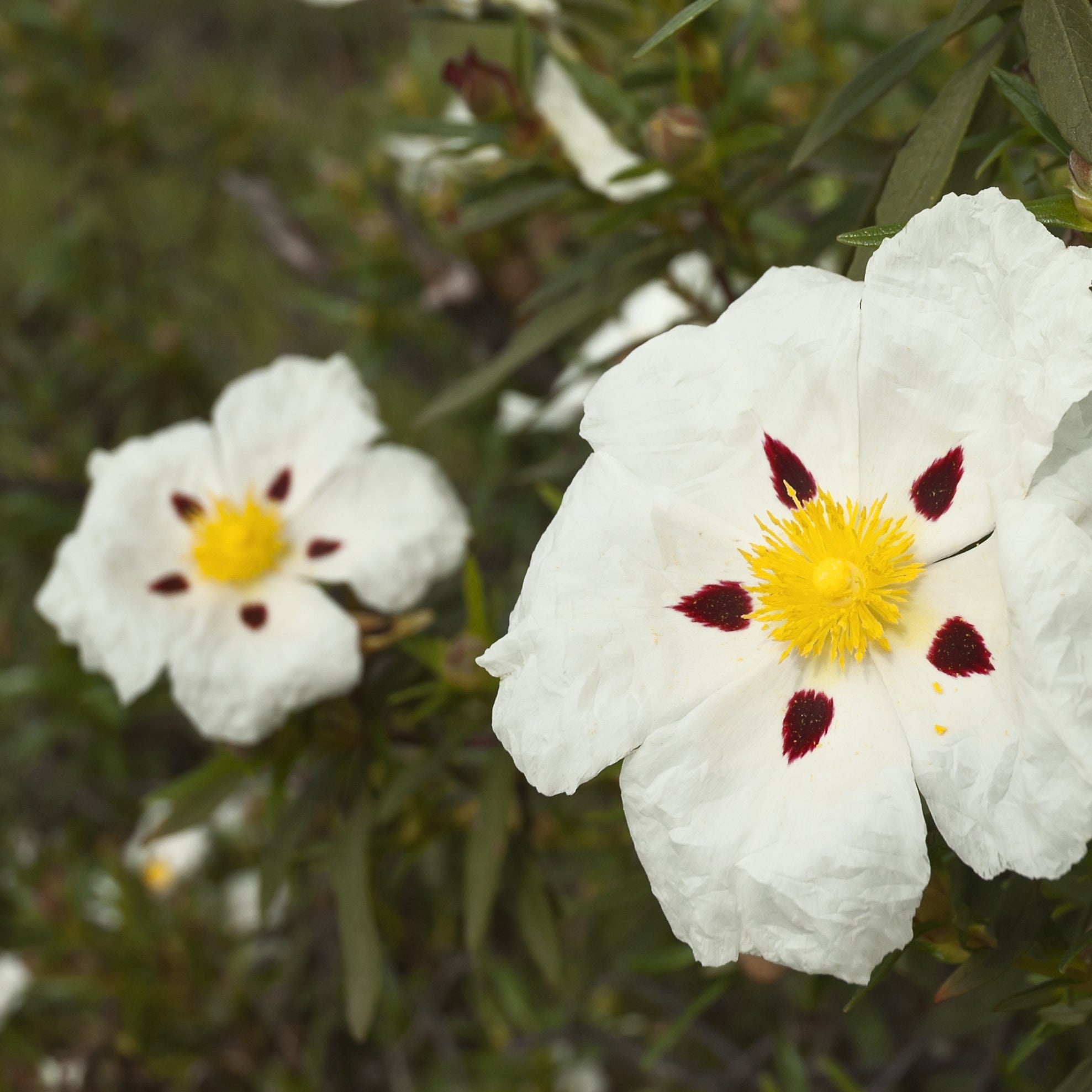 Huile Essentielle De Ciste Ladanifère (Cistus Ladaniferus) - Pure Et Naturelle