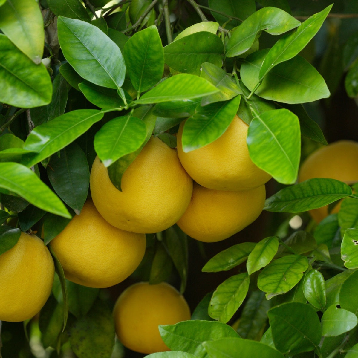 Grapefruit White Distilled (Citrus paradisi) - Organic Essential Oil 