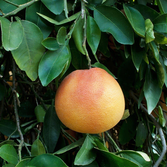 Pink Grapefruit Zest (Citrus paradisi) - Organic Essential Oil 