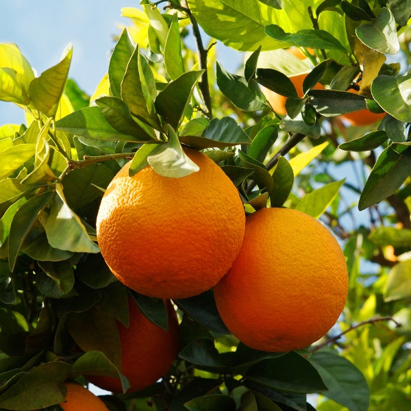 Sweet Orange Zest (Citrus sinensis) - Organic Essential Oil 
