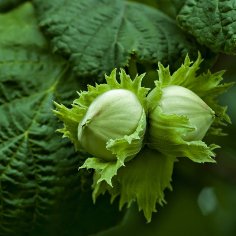 Hazelnut (Corylus avellana) - Vegetable oil