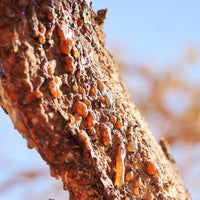 Myrrh (Commiphora myrrha) - Essential Oil