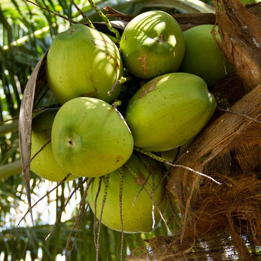 Noix de coco (Cocos nucifera) - Beurre végétal bio