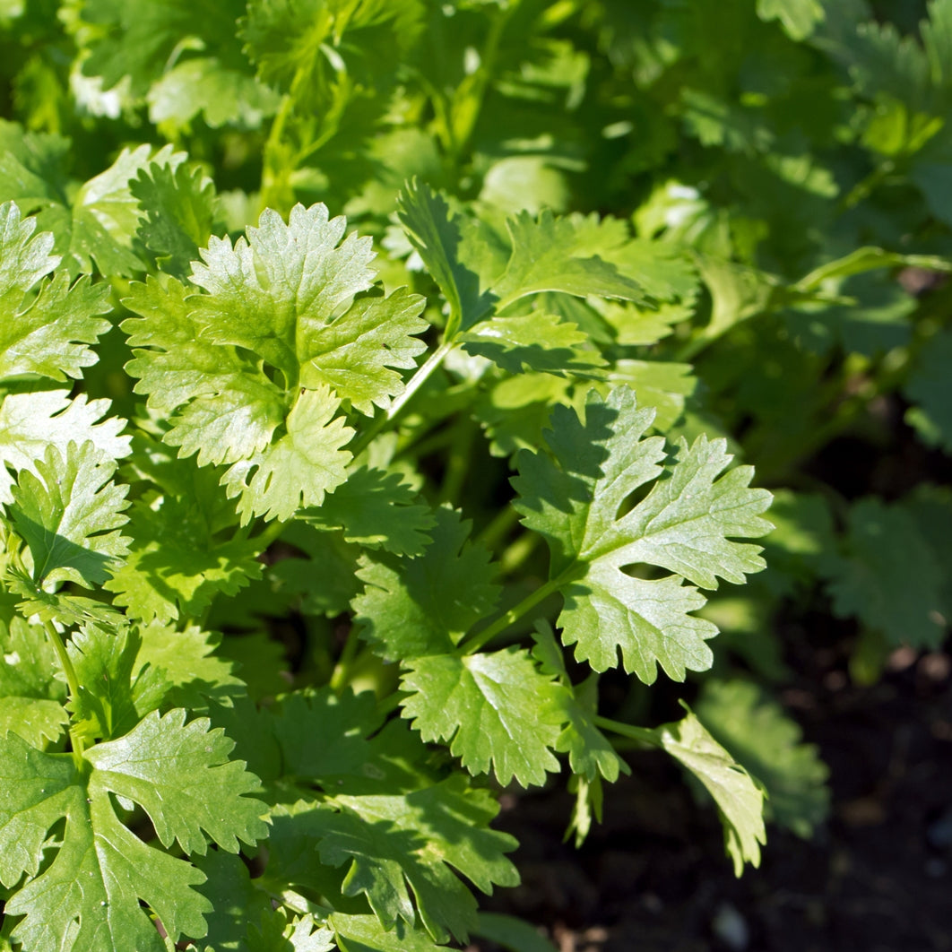 Coriander Leaf (Coriandrum sativum) Organic Essential Oil