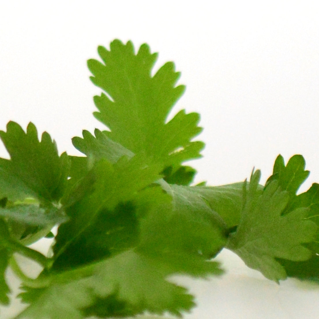 Coriander leaf (Coriandrum sativum) - Organic Gourmet Oli 