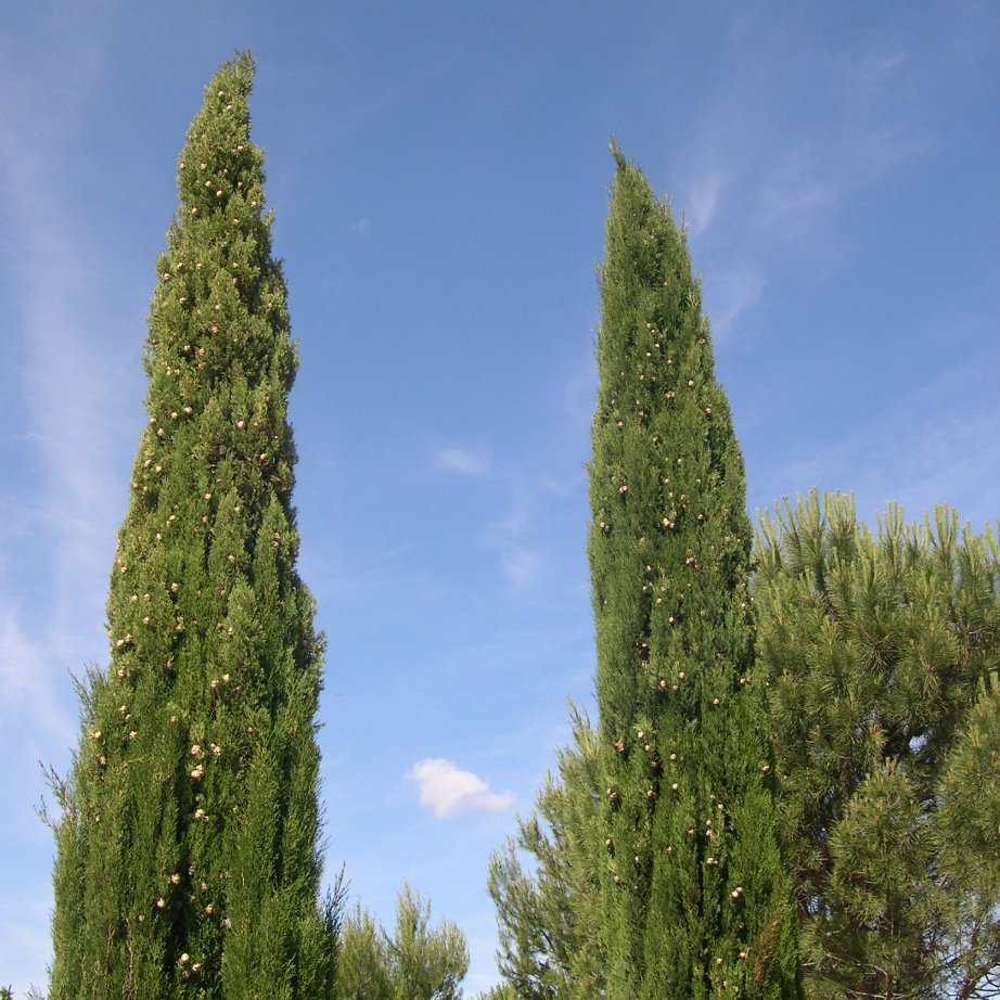 Cypress (Cupressus sempervirens) - Organic Essential Oil 