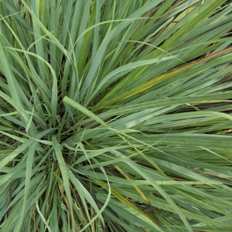 Verveine des Indes (Cymbopogon citratus ou flexuosus) - Huile essentielle bio