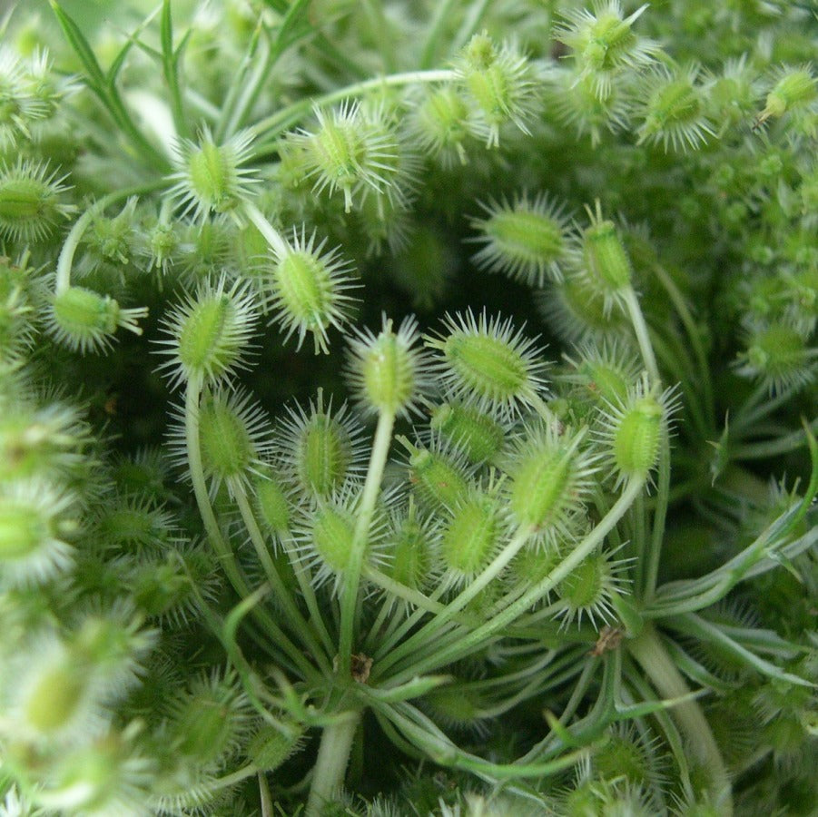 Wild carrot seed (Daucus carota) - Organic hydrosol